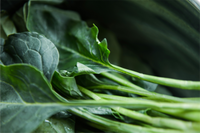 Nutrition and Wellness